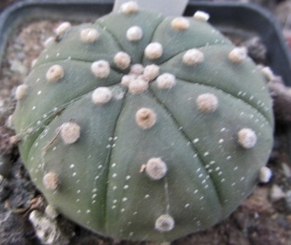Astrophytum <br>asterias 
