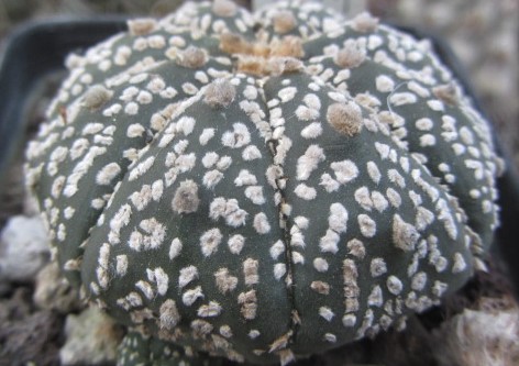 Astrophytum <br>asterias kabuto