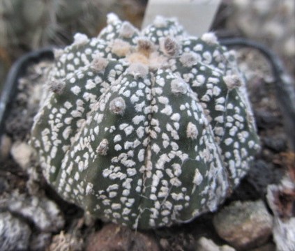 Astrophytum <br>asterias kabuto x capas