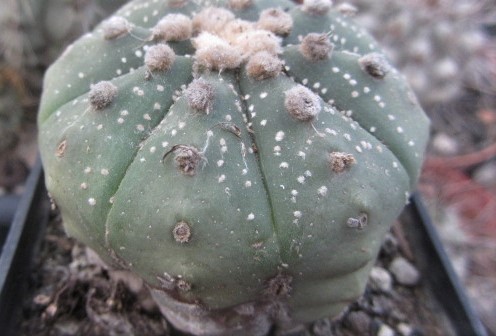 Astrophytum <br>asterias x cap