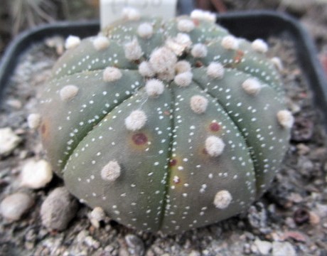 Astrophytum <br>asterias