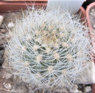 Matucana <br>haynei herzogiana