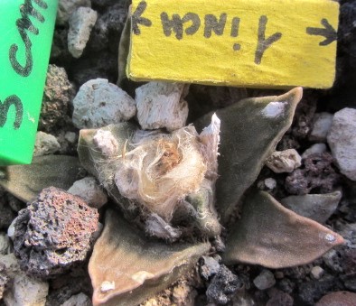 Ariocarpus <br>cv furf x hint x scaph