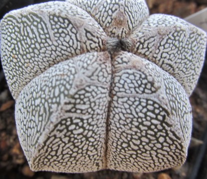 Astrophytum <br>myriostigma cv onzuka