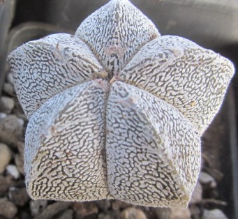 Astrophytum <br>onzuka 