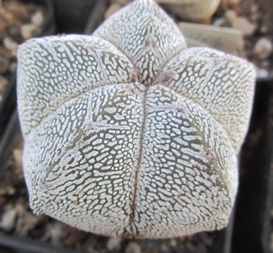 Astrophytum <br>onzuka 