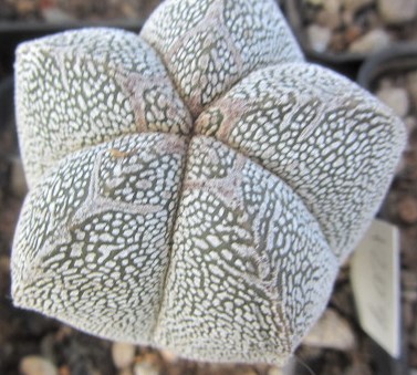 Astrophytum <br>onzuka 