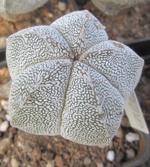 Astrophytum <br>myriostigma cv onzuka