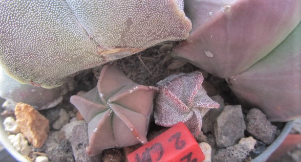 Astrophytum <br>myriostigma 