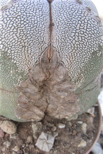 Astrophytum <br>myriostigma cv onzuka