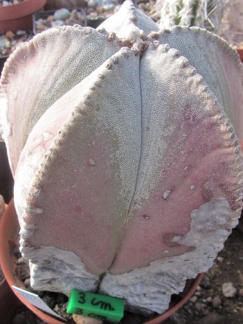 Astrophytum <br>myriostigma 