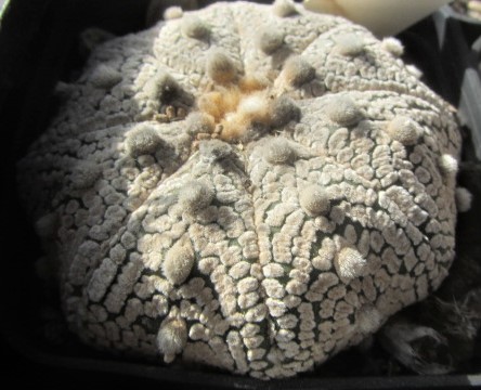 Astrophytum <br>asterias kabuto