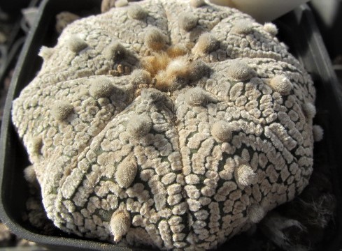 Astrophytum <br>asterias kabuto