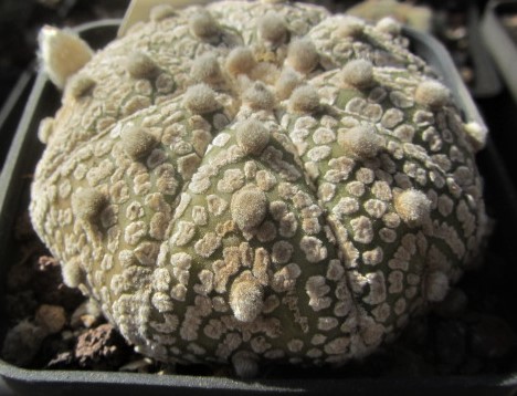 Astrophytum <br>asterias kabuto