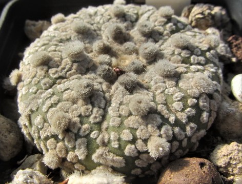 Astrophytum <br>asterias kabuto