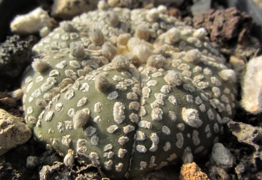 Astrophytum <br>asterias kabuto