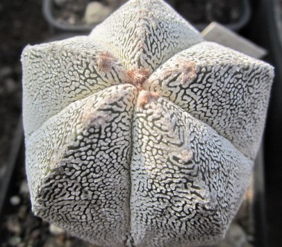 Astrophytum <br>myriostigma cv onzuka