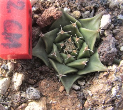 Obregonia <br>denegri