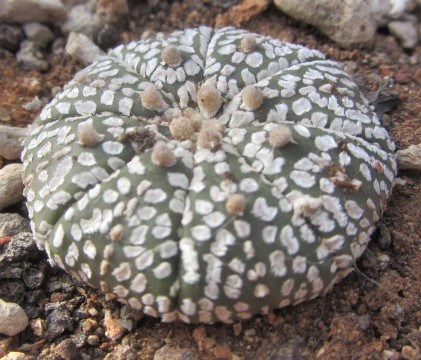 Astrophytum <br>asterias kabuto