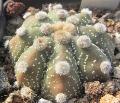 Astrophytum <br>cv capas f2