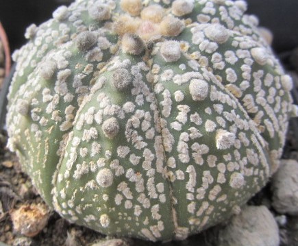 Astrophytum <br>cv capas x kab