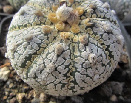 Astrophytum <br>asterias kabuto