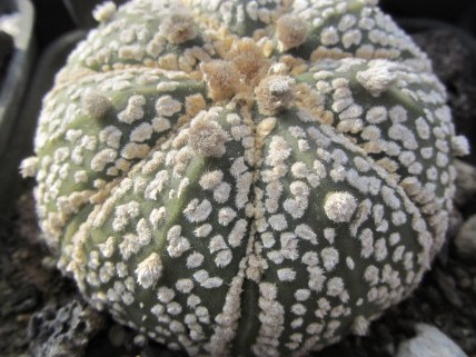 Astrophytum <br>asterias kabuto