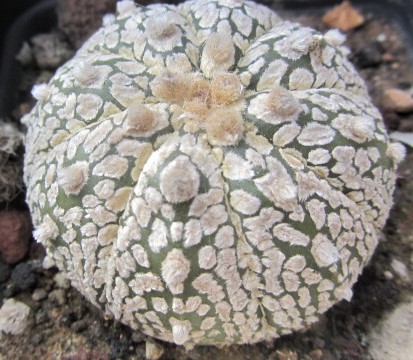 Astrophytum <br>asterias kabuto