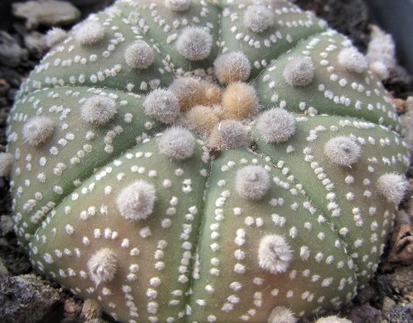Astrophytum <br>asterias