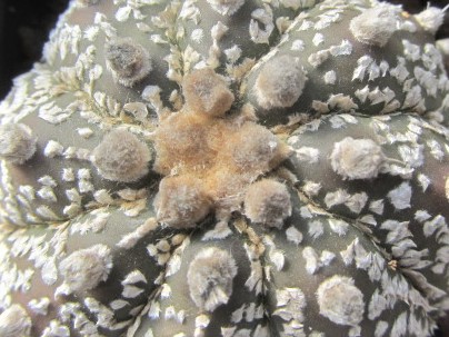 Astrophytum <br>cv capas x kab