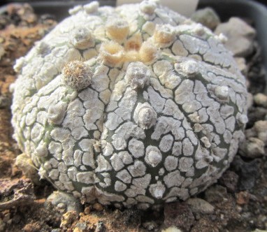 Astrophytum <br>asterias kabuto