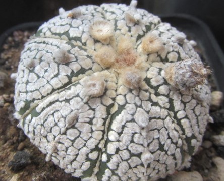 Astrophytum <br>asterias kabuto