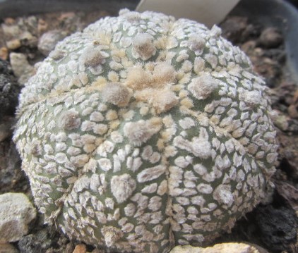Astrophytum <br>asterias kabuto