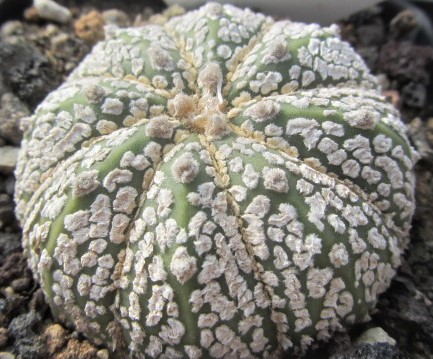 Astrophytum <br>asterias kabuto