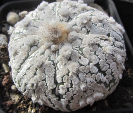 Astrophytum <br>asterias kabuto