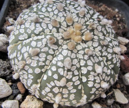 Astrophytum <br>asterias kabuto