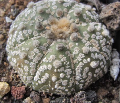Astrophytum <br>asterias kabuto
