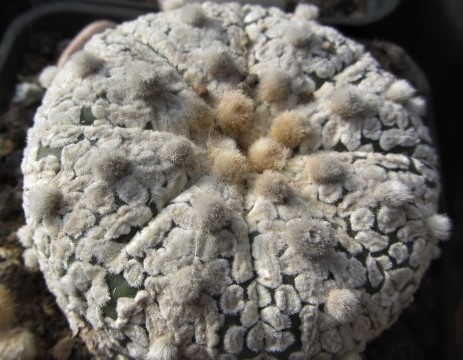 Astrophytum <br>asterias kabuto