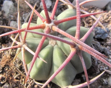 Echinocactus <br>hybrid parry x horiz