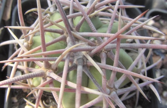 Echinocactus <br>hybrid parry x horiz