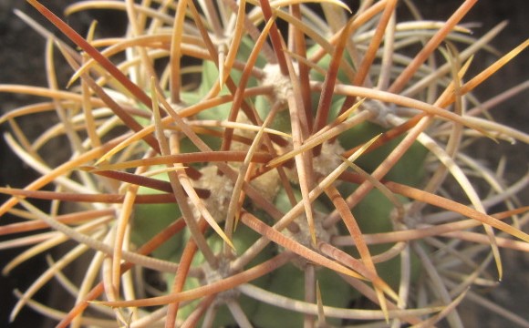 Ferocactus <br>digueti carmenensis