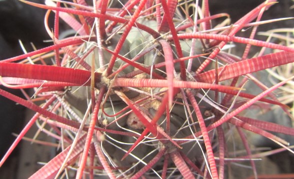 Ferocactus <br>gracilis coloratus