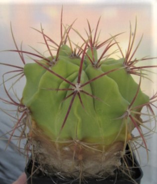 Ferocactus <br>haematacanthus