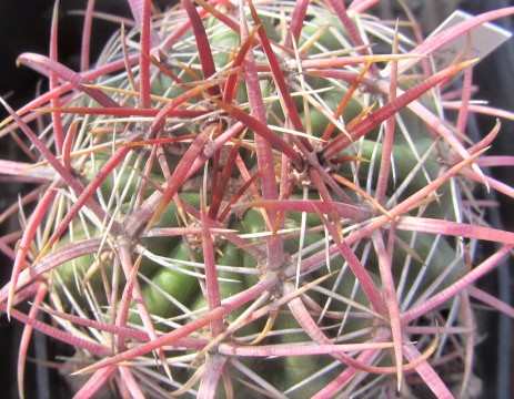 Ferocactus <br>sp 