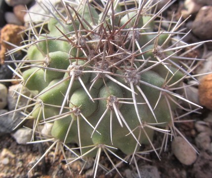Copiapoa <br>decorticans