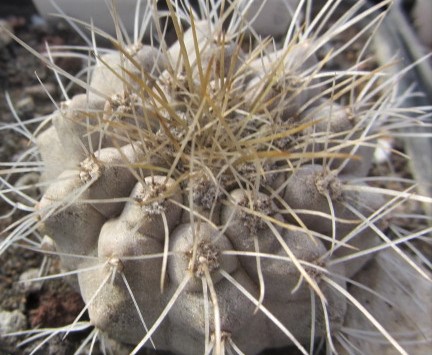 Copiapoa <br>scopulina