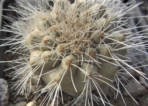 Copiapoa <br>scopulina