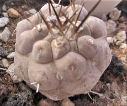 Copiapoa <br>cinerea