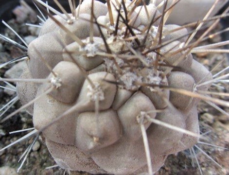 Copiapoa <br>cinerea