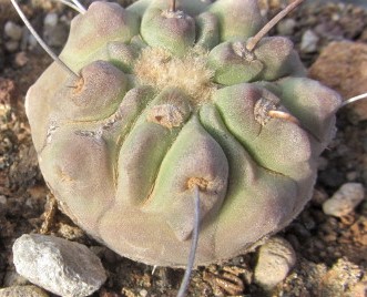 Copiapoa <br>dealbata